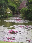 Thailand Waterlily