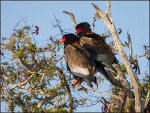 Bateleur eagles