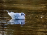 Black-headed Gull