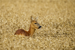 Roe Deer - Farmland