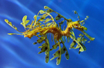 Seahorse - Monterey Aquarium