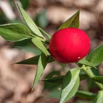Butcher's broom (Ruscus aculeatus)