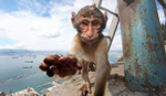 Barbary Macaques on the Rock of Gibraltar