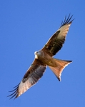 Red Kite in Flight