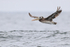 Peruvian Pelican flying over sea, near Chanaral Island, Chile