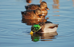 Mallard