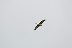 Dalmatian Pelican