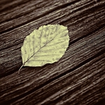 Beech Leaf On Dead Wood C