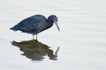 Little Blue Heron