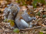 No.0091 Gray Squirrel