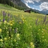 Alpine meadow with )  and  blue/purple meadow clary (Salvia pratensis)