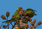 Lorikeet Love 6