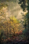 Misty Autumn Woodland
