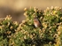 Dartford Warbler