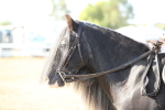 SBM_00417