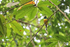 Male Northern Black-Throated Trogon, Osa Peninsula, Costa Rica