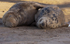 GREY SEAL (MALE & FEMALE)