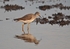 Lesser Yellowlegs