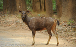 Sambar.