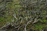Burnt Heather I