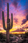 Lost Dutchman Saguaro