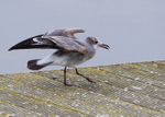 Laughing Gull 3