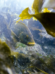 Ballan Wrasse
