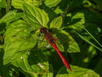Ruddy Darter