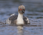 Silvery Grebe, front view, Sea Lion Island, Falklands