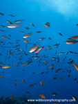 RS003: Anthias