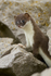Stoat Kit. Conwy, ref st 2