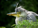 Grey Heron