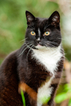 Cat domestic-4210