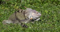 AnimalsCreatures 194