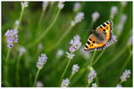 Small Tortoiseshell on Lavender