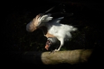 King Vulture -RLP_0948
