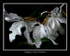 Coelogyne cristata 'Hololeuca'