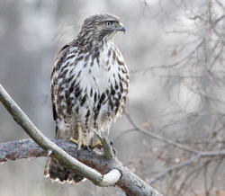 Red-tailed Hawk portfolio