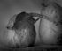 Pears