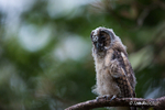 Grow old and wise, I must! - Yoda Owlet!