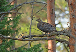 Black Grouse