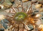 Anthopleura ballii