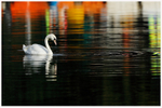 Water Colour Swan 2 