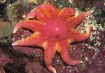 Solaster endeca