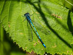 Azure Damselfly