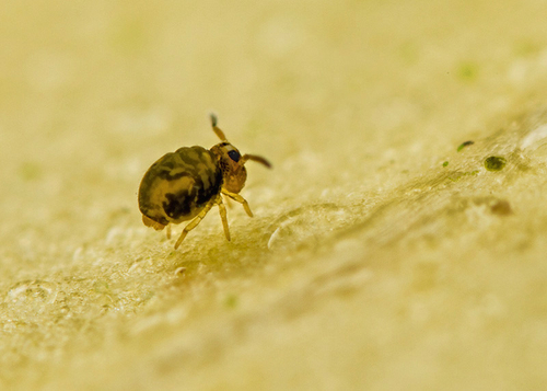 On the underside of a fallen leaf. Warwickshire, September 2013.