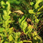 Yellow Bittern (juvenile) perched, Mekong Delta, Vietnam