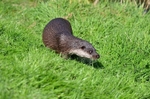 Otter