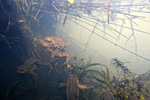 Frog spawns spawning 543_0232