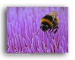 AA 3448 Bee on Artichoke Head